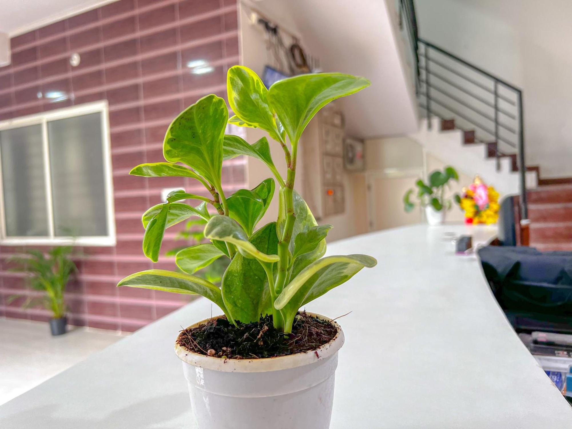 Hotel Elite By Agira Hotels-Free Airport Pickup Or Drop Yelahanka Bagian luar foto